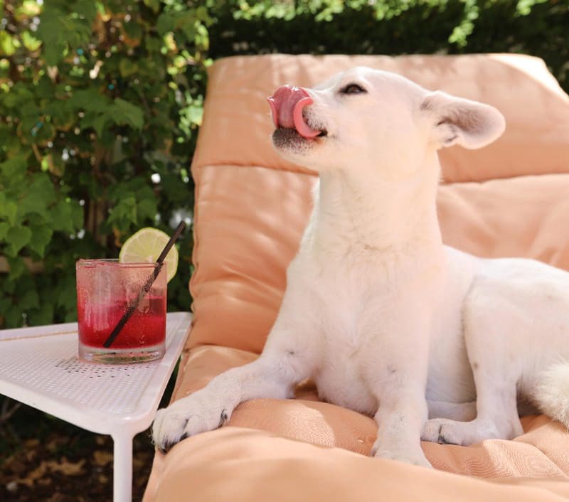 The ultimate dog-friendly boutique hotel guide 24 1549484851 5c5b43338854c thumb
