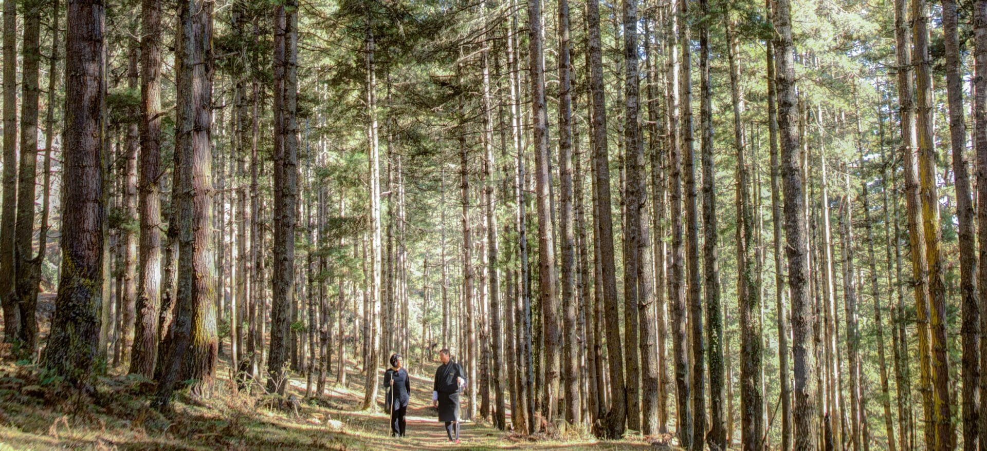 6 tree planting hotels for a forest-friendly stay 2 Gangtey Lodge
