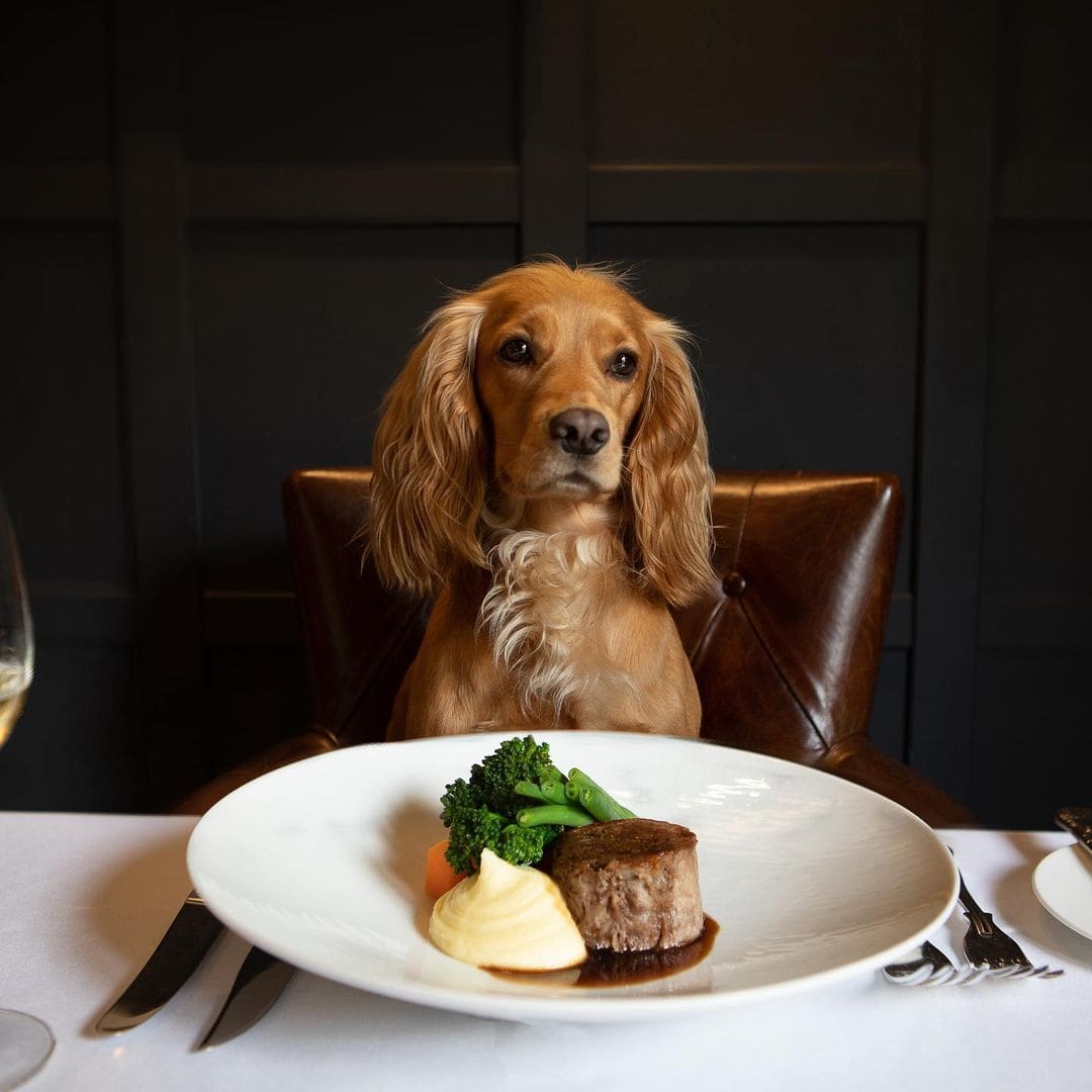 The ultimate dog-friendly boutique hotel guide 5 @rothaymanor 3