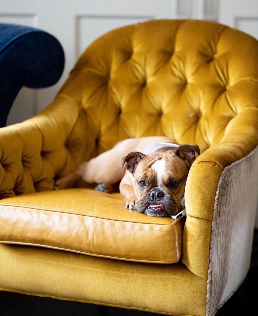 The ultimate dog-friendly boutique hotel guide 22 @theadelphihotel 1