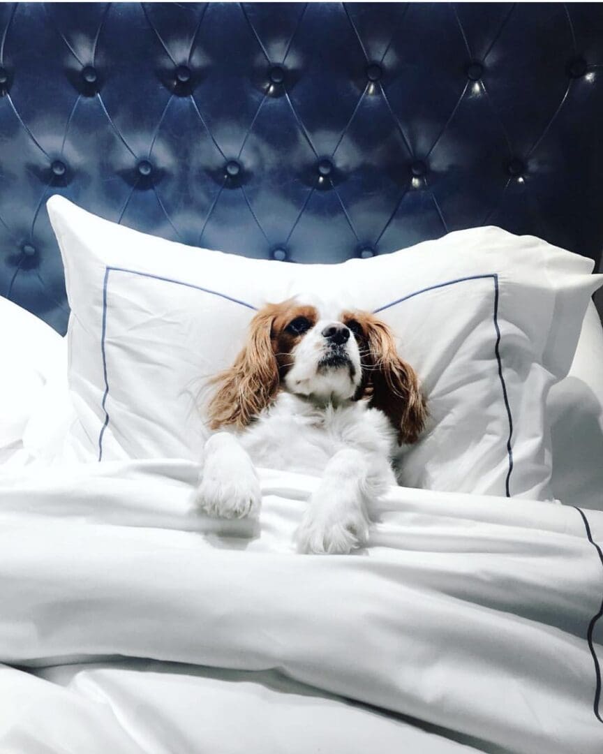 The ultimate dog-friendly boutique hotel guide 25 @theadelphihotel 2