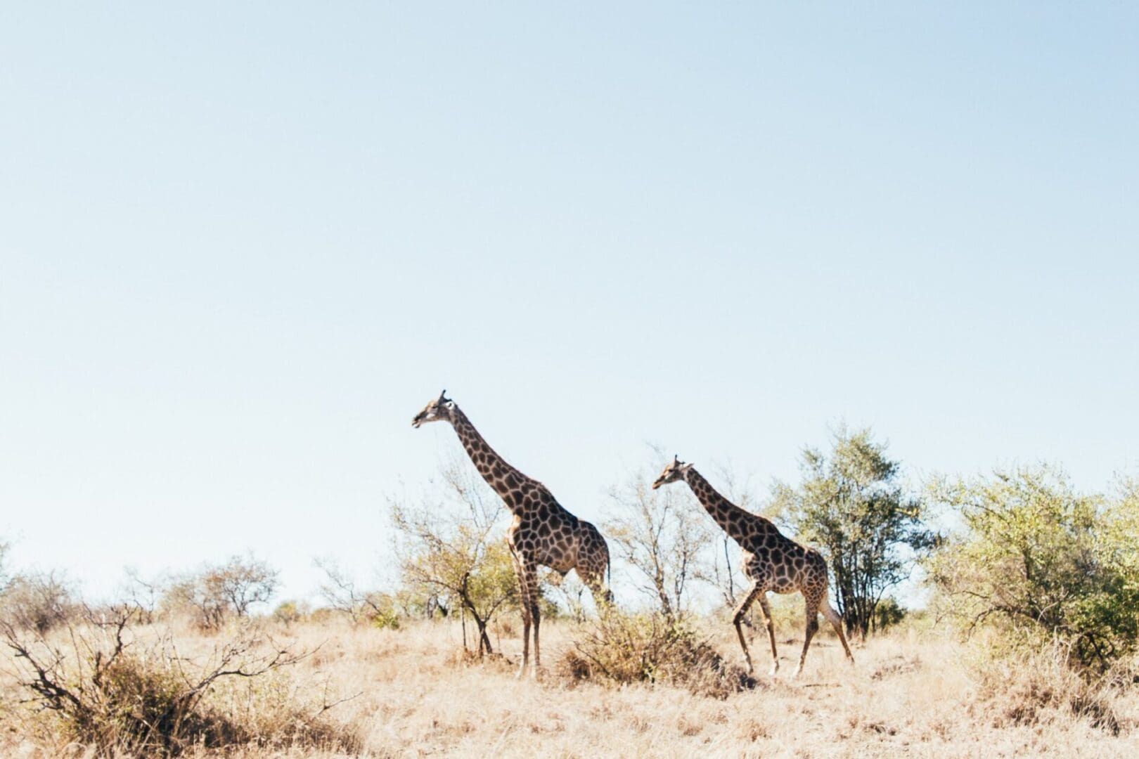 Africa