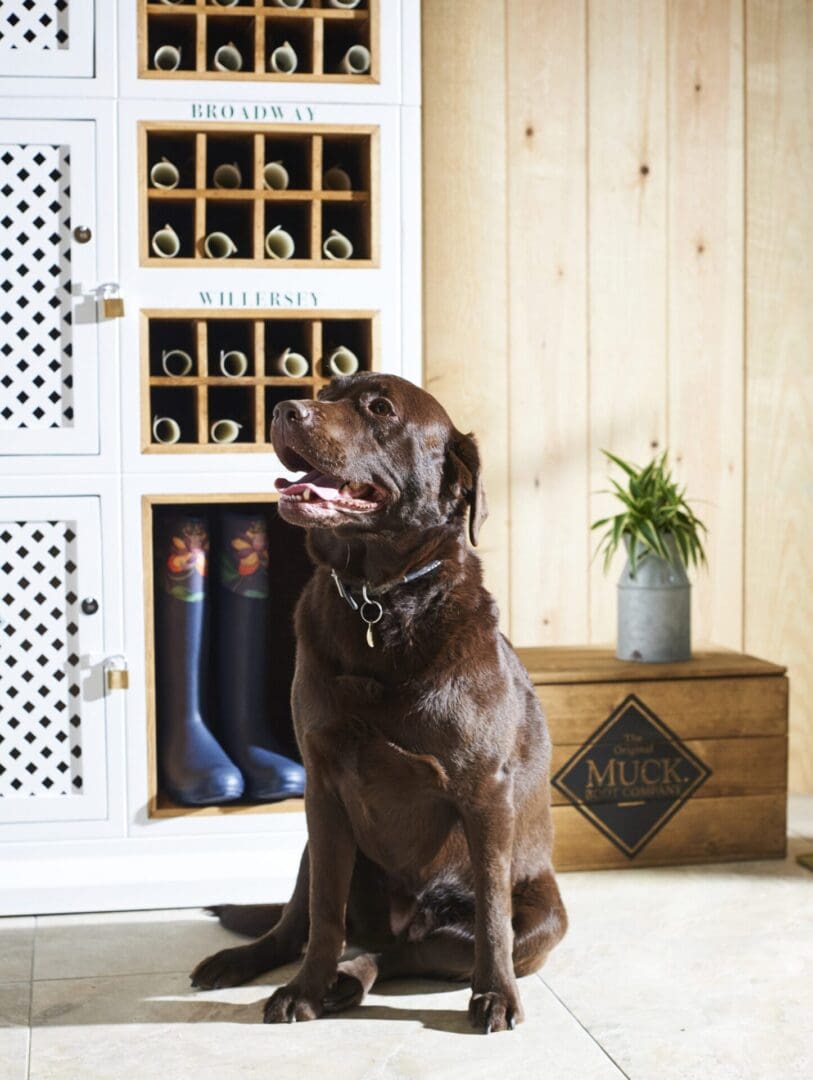 The ultimate dog-friendly boutique hotel guide 1 BOOT ROOM THE FISH HOTEL 023bootroom scaled 1 scaled