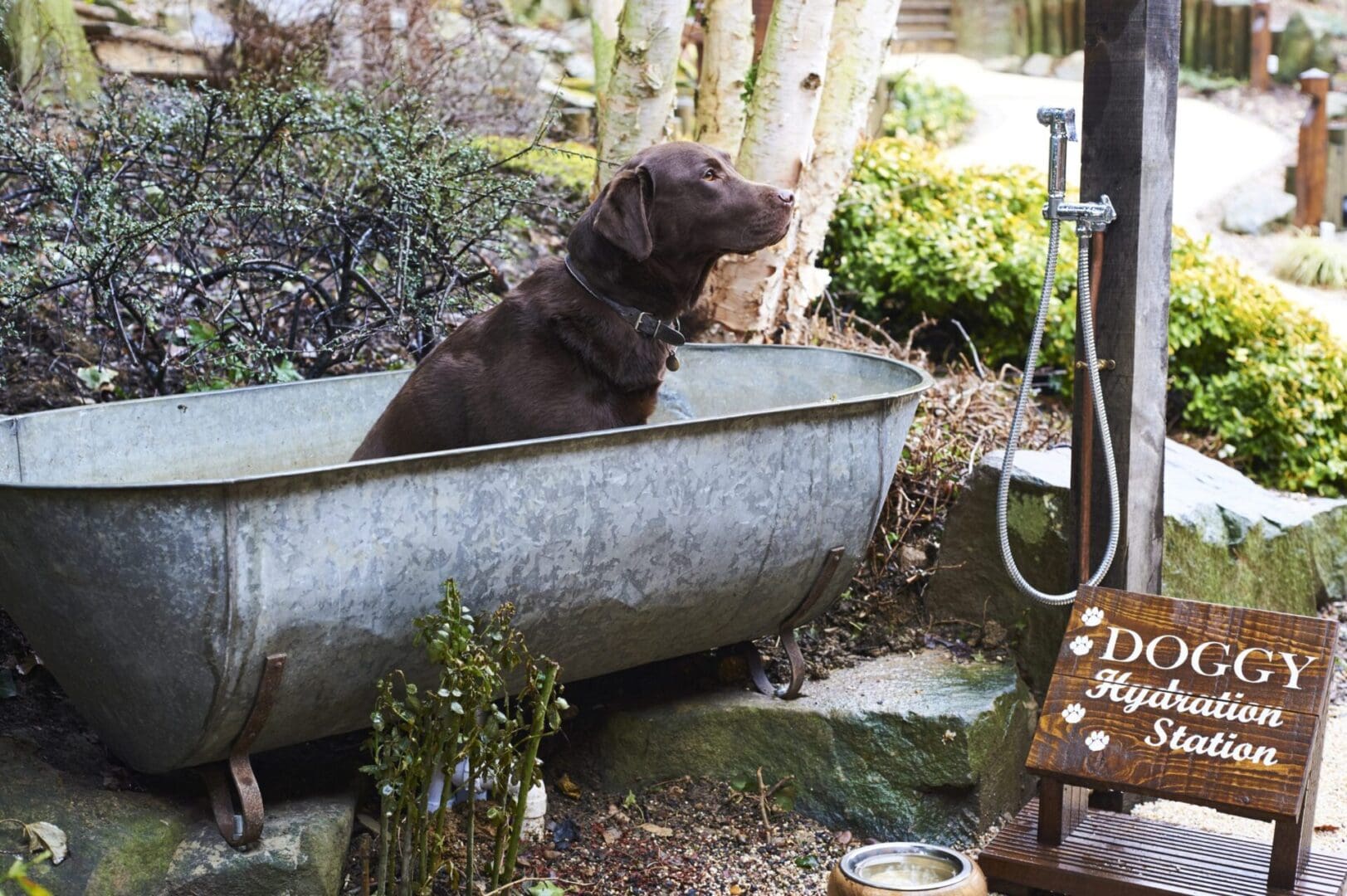 The ultimate dog-friendly boutique hotel guide 6 BOOT ROOM THE FISH HOTEL 203bootroom scaled 1 scaled