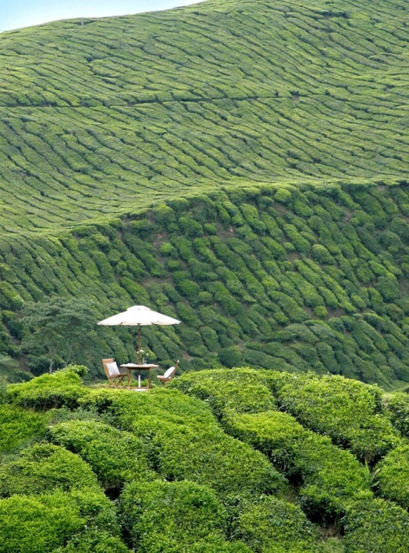 Cameron Highlands