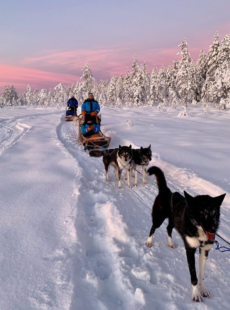5 blissfully slow travel experiences to savour 5 Dog sled