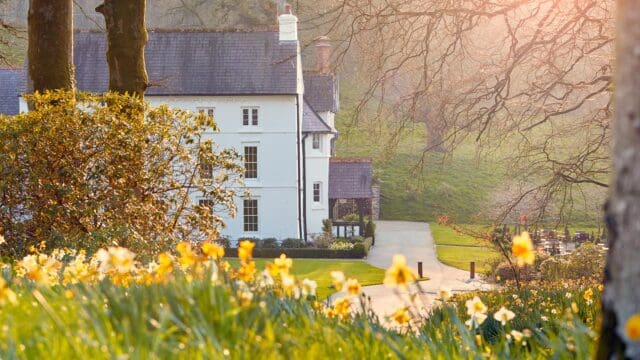 Grove of Narberth