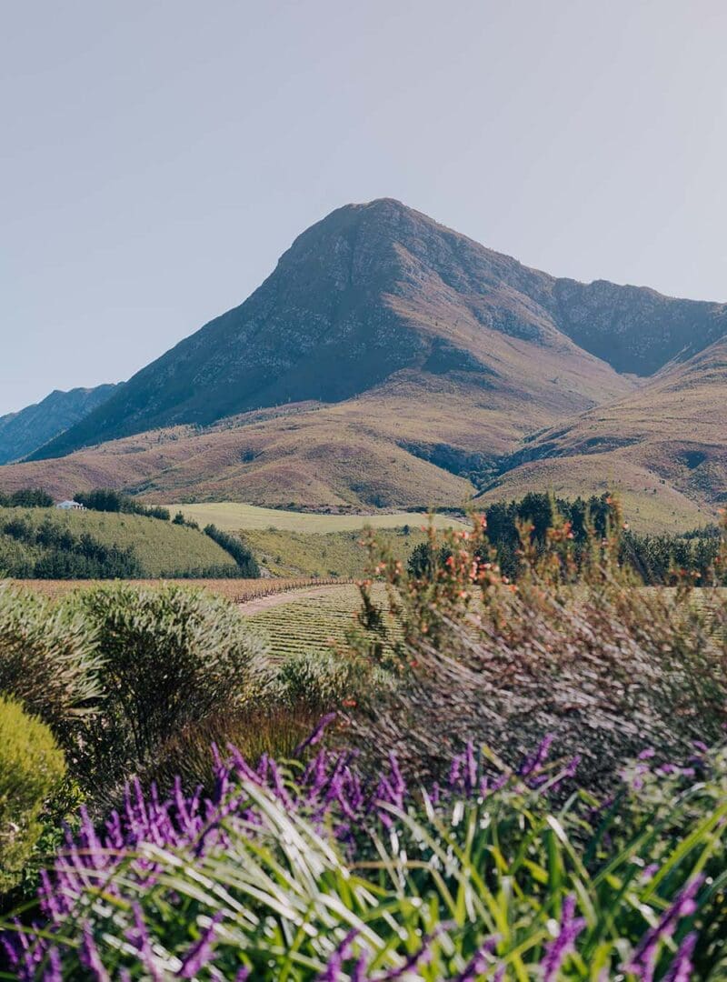 Cape Town and the Garden Route: South Africa’s most scenic road trip 21 South Africa