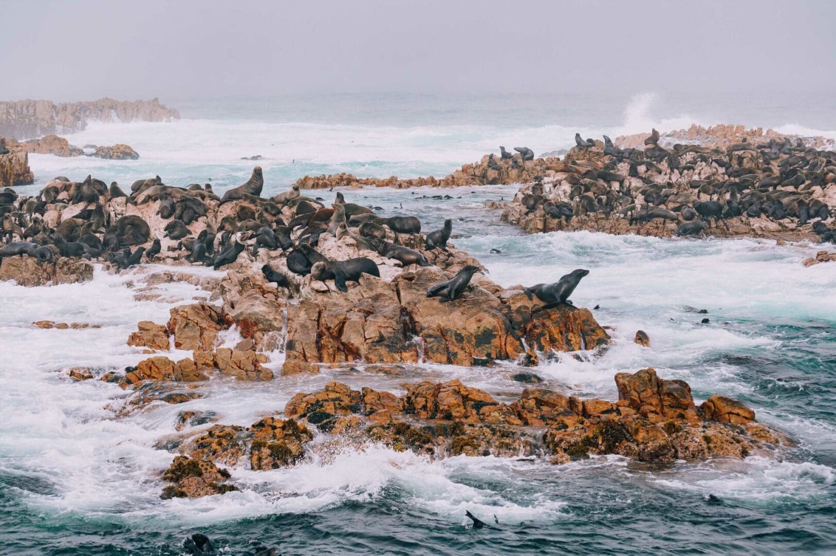Cape Town and the Garden Route: South Africa’s most scenic road trip 13 Hermanus