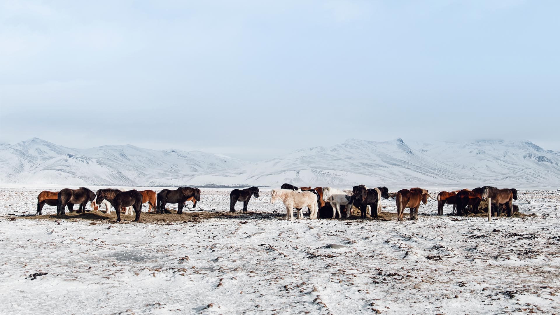 Icelandic Horses