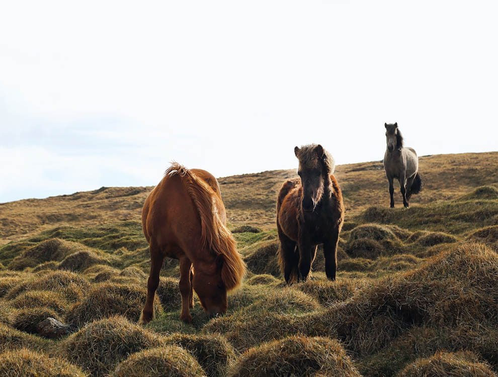 Iceland Summer 5