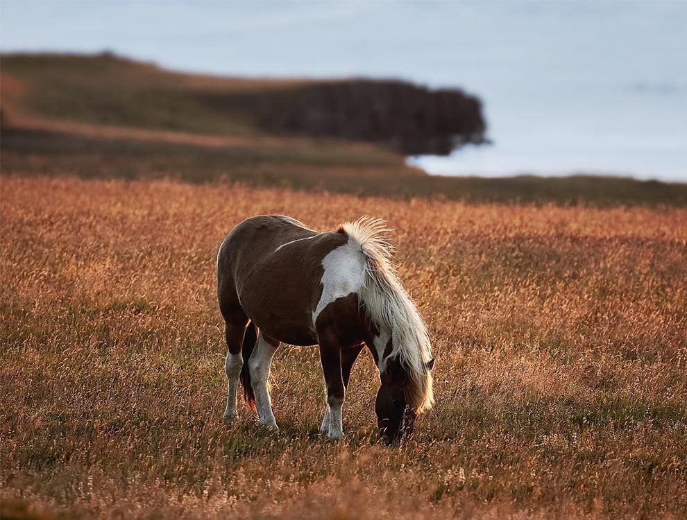 Icelandic Horse