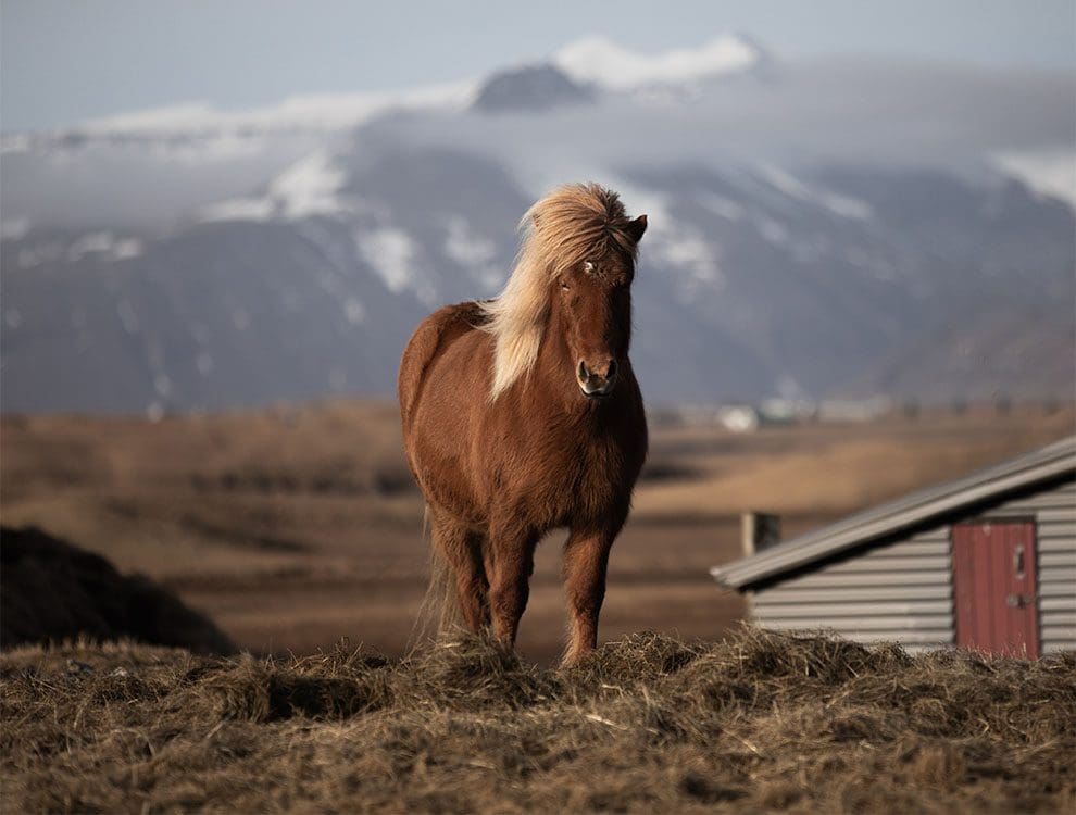 Horseriding Iceland