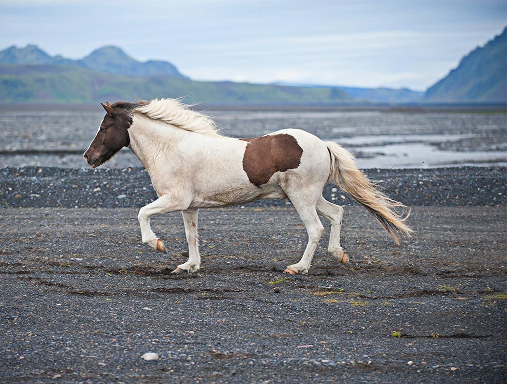 Icelandic Horse