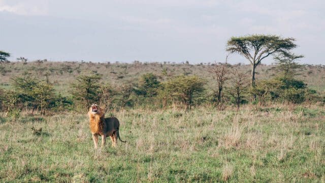 Kenya