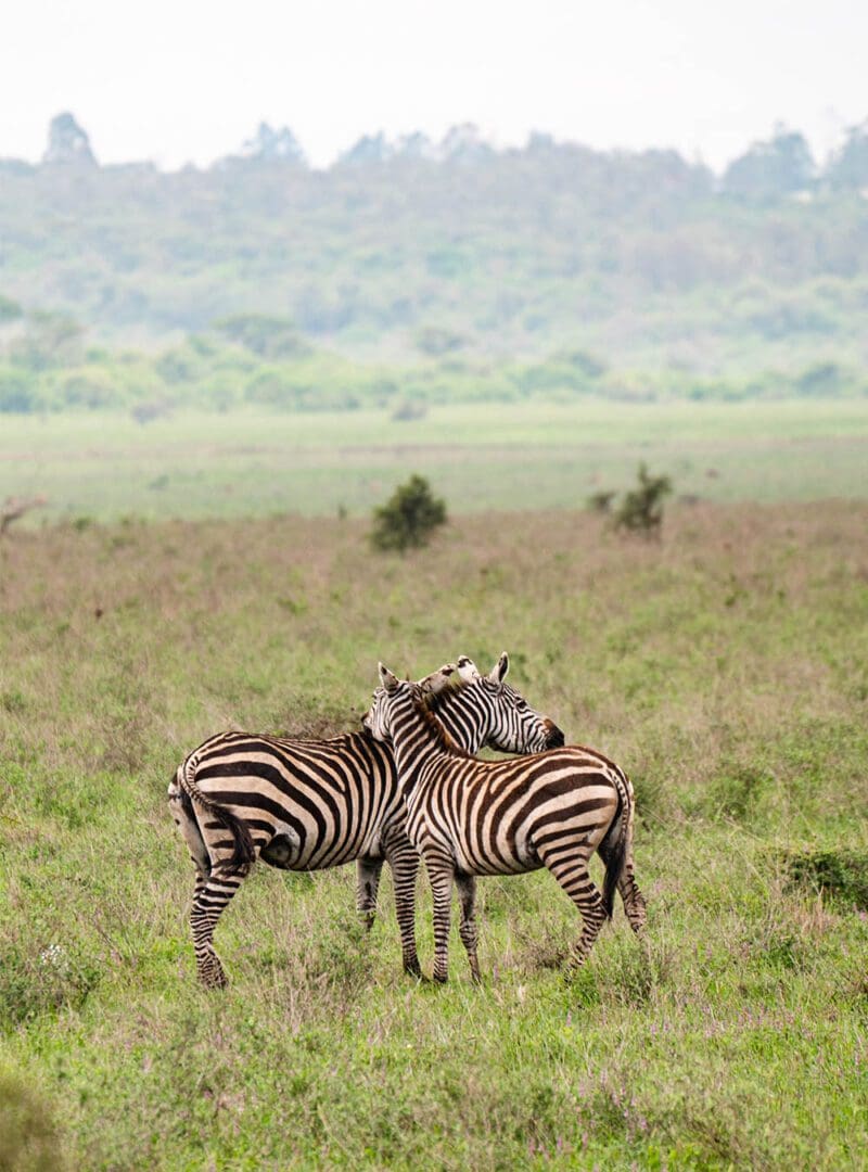 5 reasons why Kenya is our top safari destination 3 Kenya resized 3