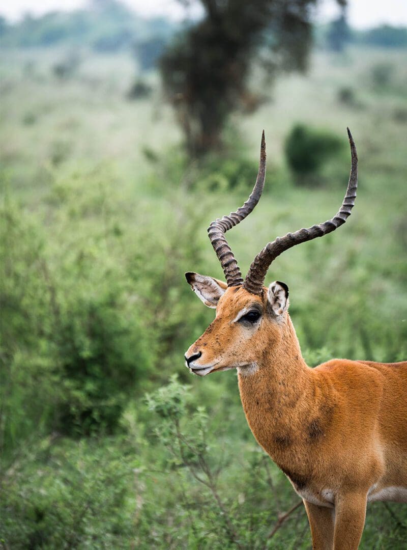 5 reasons why Kenya is our top safari destination 4 Kenya resized 5