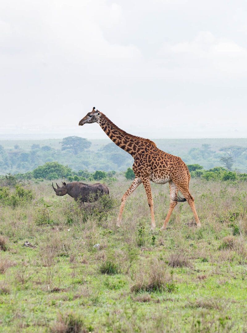 5 reasons why Kenya is our top safari destination 5 Kenya resized 6