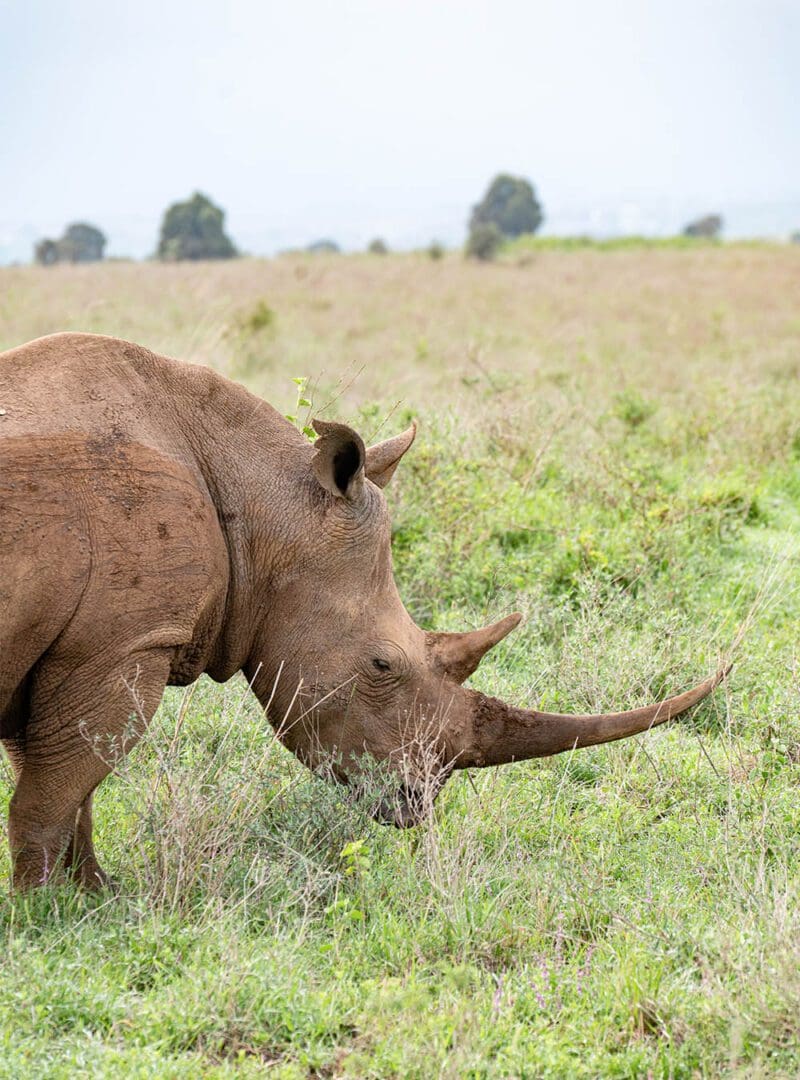 5 reasons why Kenya is our top safari destination 1 Kenya resized