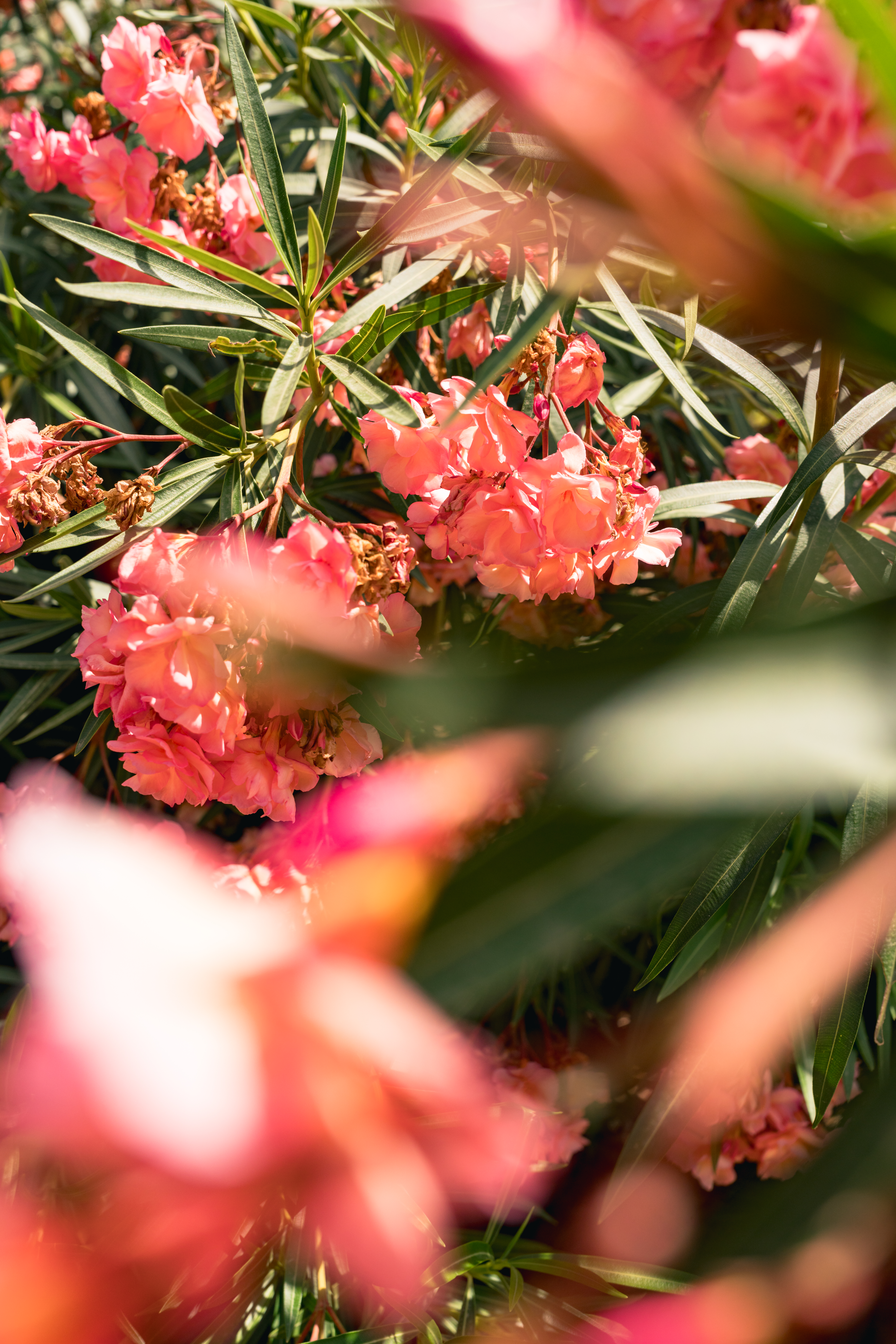 LCPhotography 01462