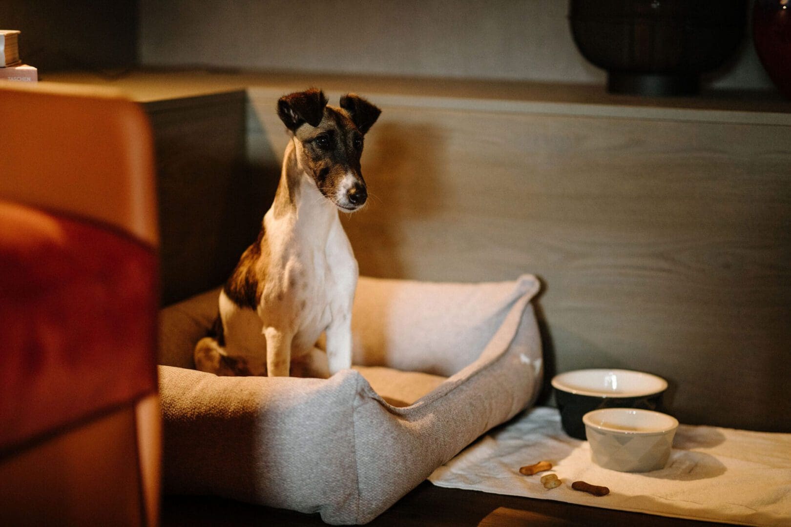 The ultimate dog-friendly boutique hotel guide 48 Bergwelt Grindelwald