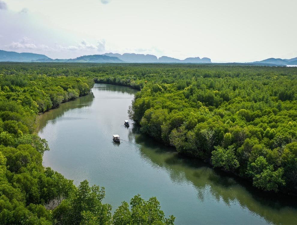 Mangrove Tour