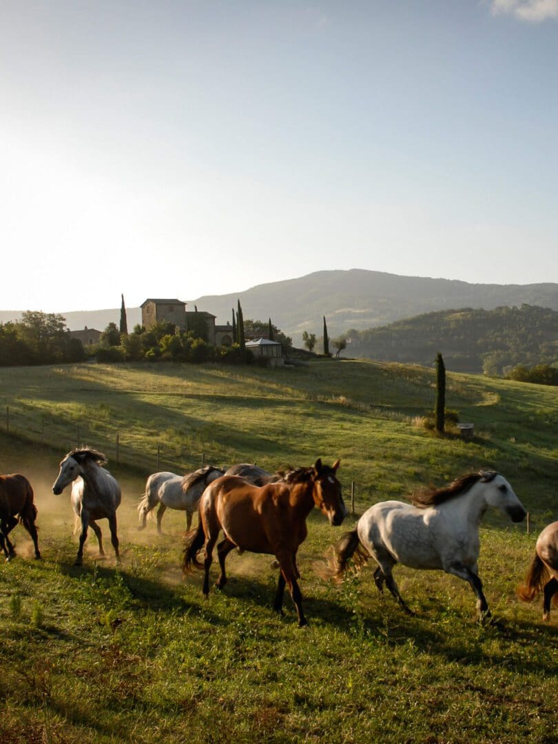 An Umbrian Renaissance: inside Italy's ultimate castle-turned-country retreat 6 Reschio Horses portrait scaled