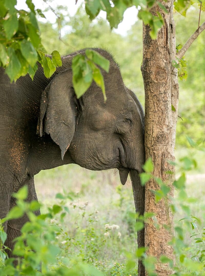 Go it alone: the luxury of solo travel 2 Sri Lanka