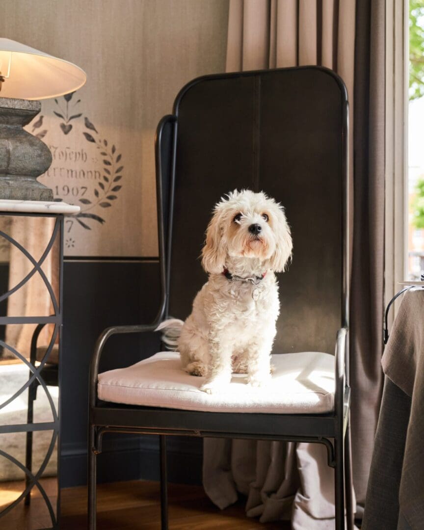 The ultimate dog-friendly boutique hotel guide 3 The Franklin Dog Friendly scaled 1 scaled