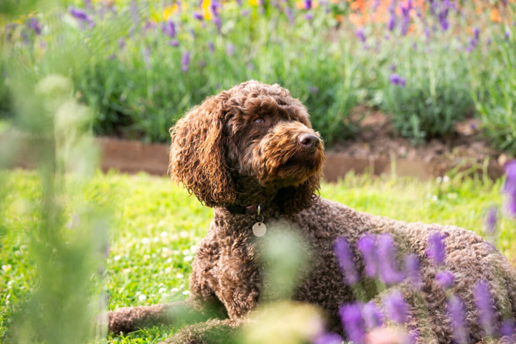 The Grove Garden images Owen Howells Photography 0108