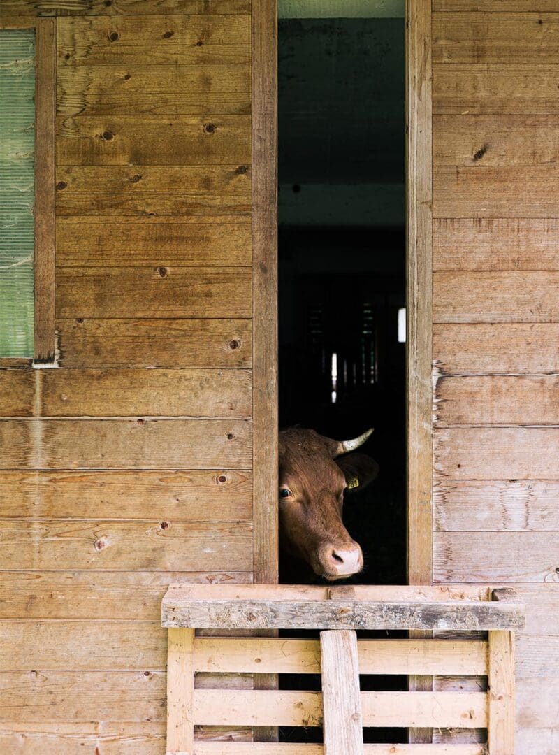Vila Planinka: the Slovenian eco-resort for a soothing Alpine retreat 18 Slovenia