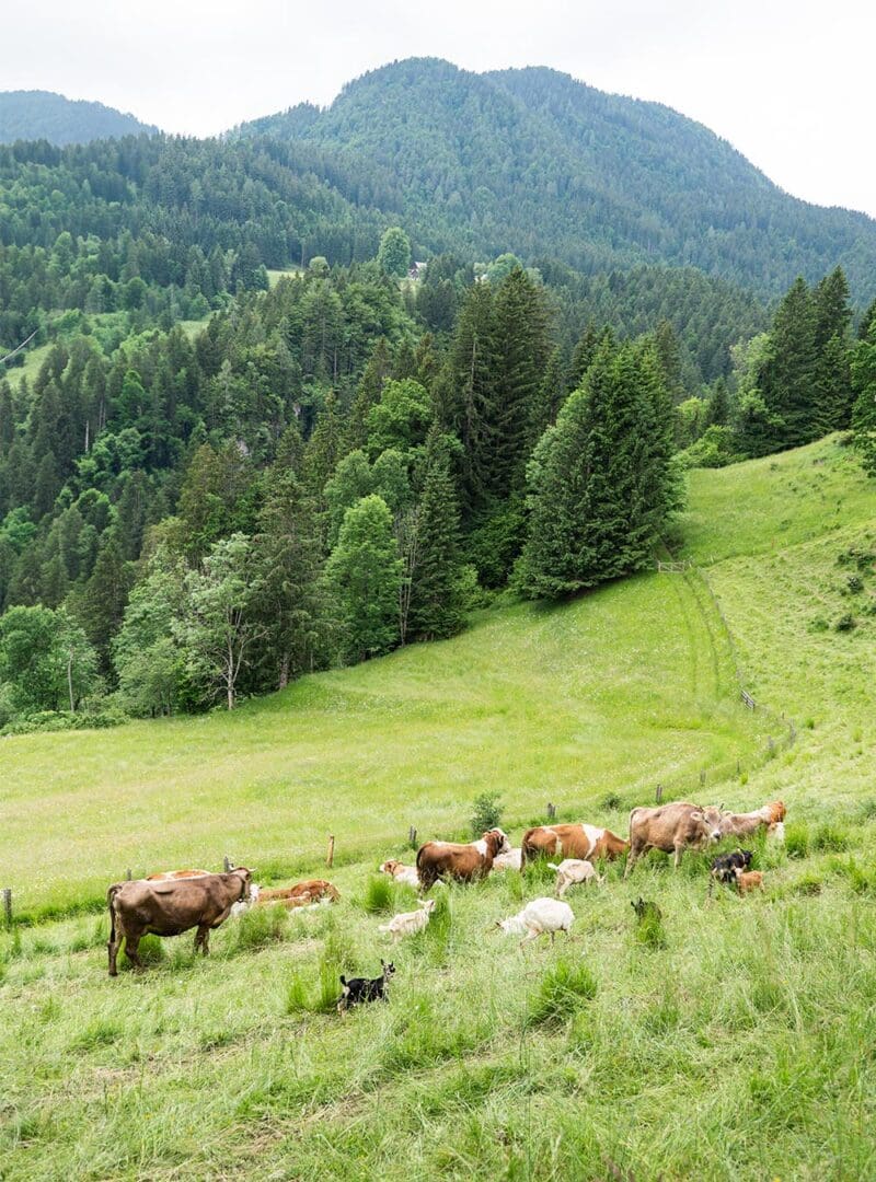 Vila Planinka: the Slovenian eco-resort for a soothing Alpine retreat 16 Slovenia