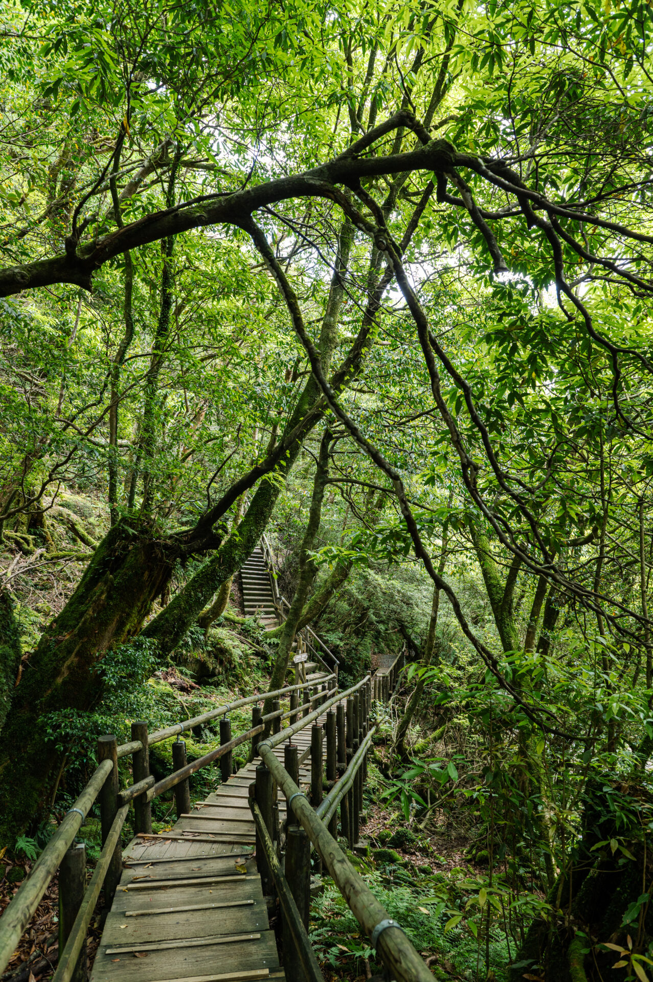 Yakushima Portrait 14