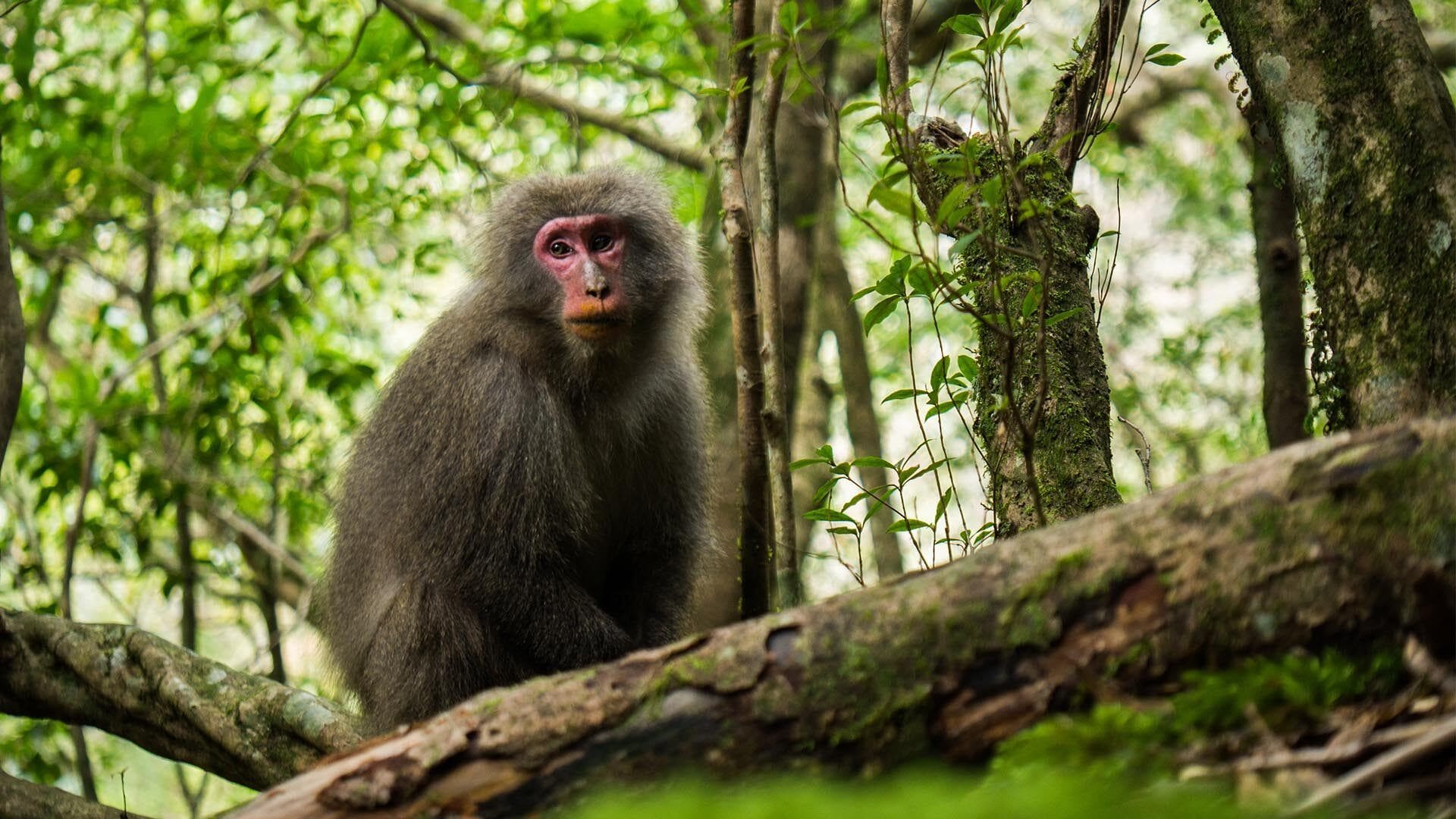 Japan through the enchanted eyes of a travel photographer 34 Yakushima resized 2