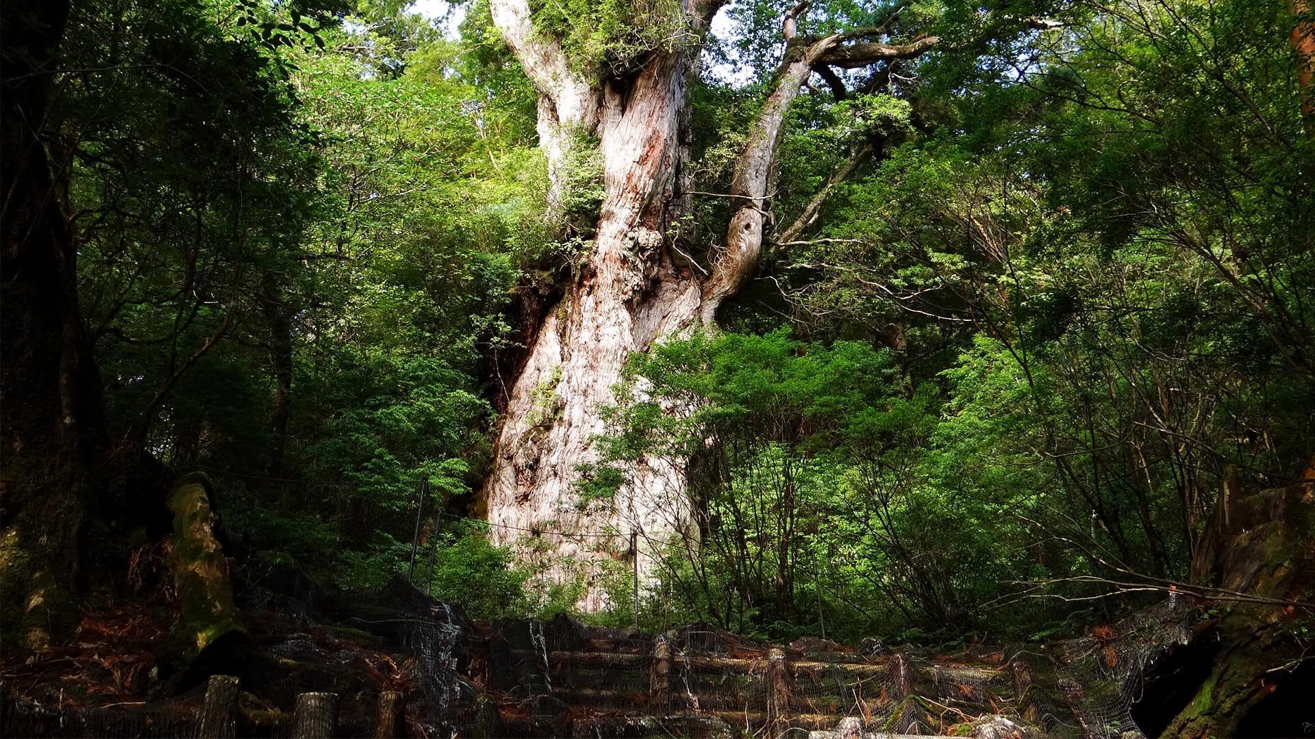 Japan through the enchanted eyes of a travel photographer 30 Yakushima resized 3