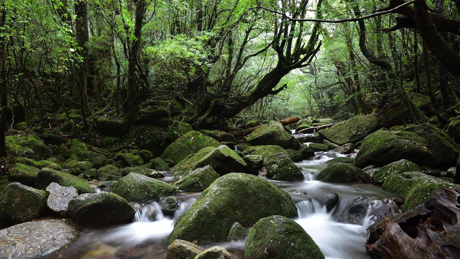 Japan through the enchanted eyes of a travel photographer 25 Yakushima resized 4