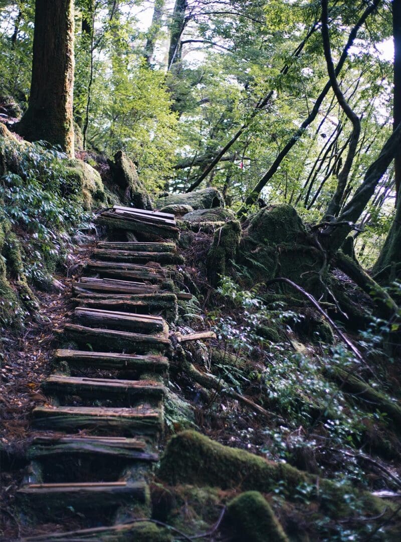 Japan through the enchanted eyes of a travel photographer 26 Yakushima resized 5