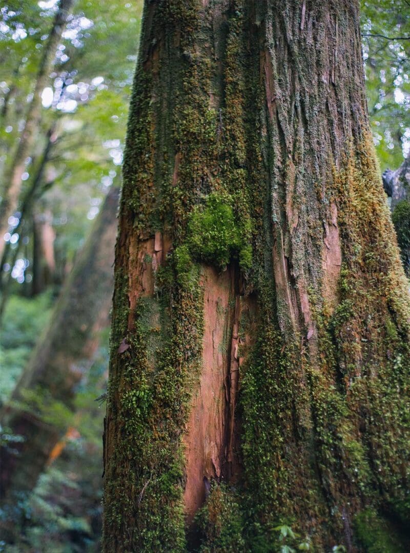 Japan through the enchanted eyes of a travel photographer 31 Yakushima resized 6