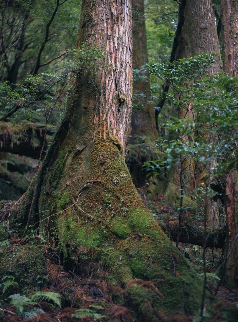 Japan through the enchanted eyes of a travel photographer 27 Yakushima resized 7