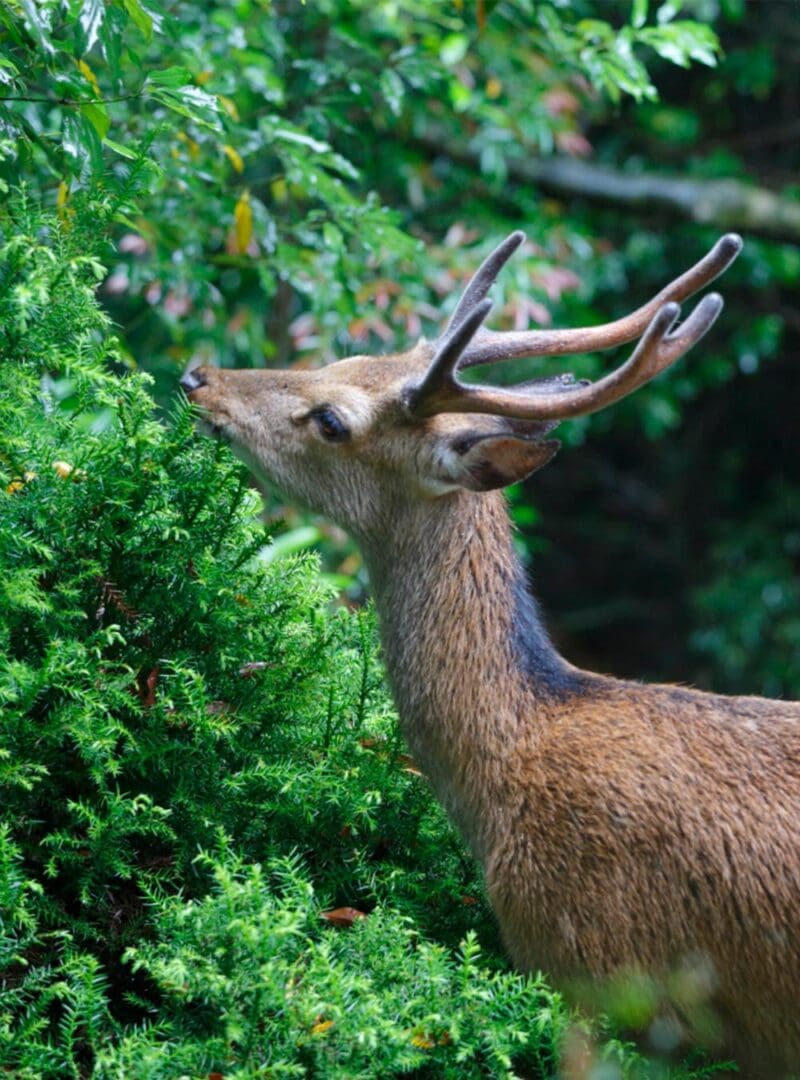 Japan through the enchanted eyes of a travel photographer 33 Yakushima resized 8