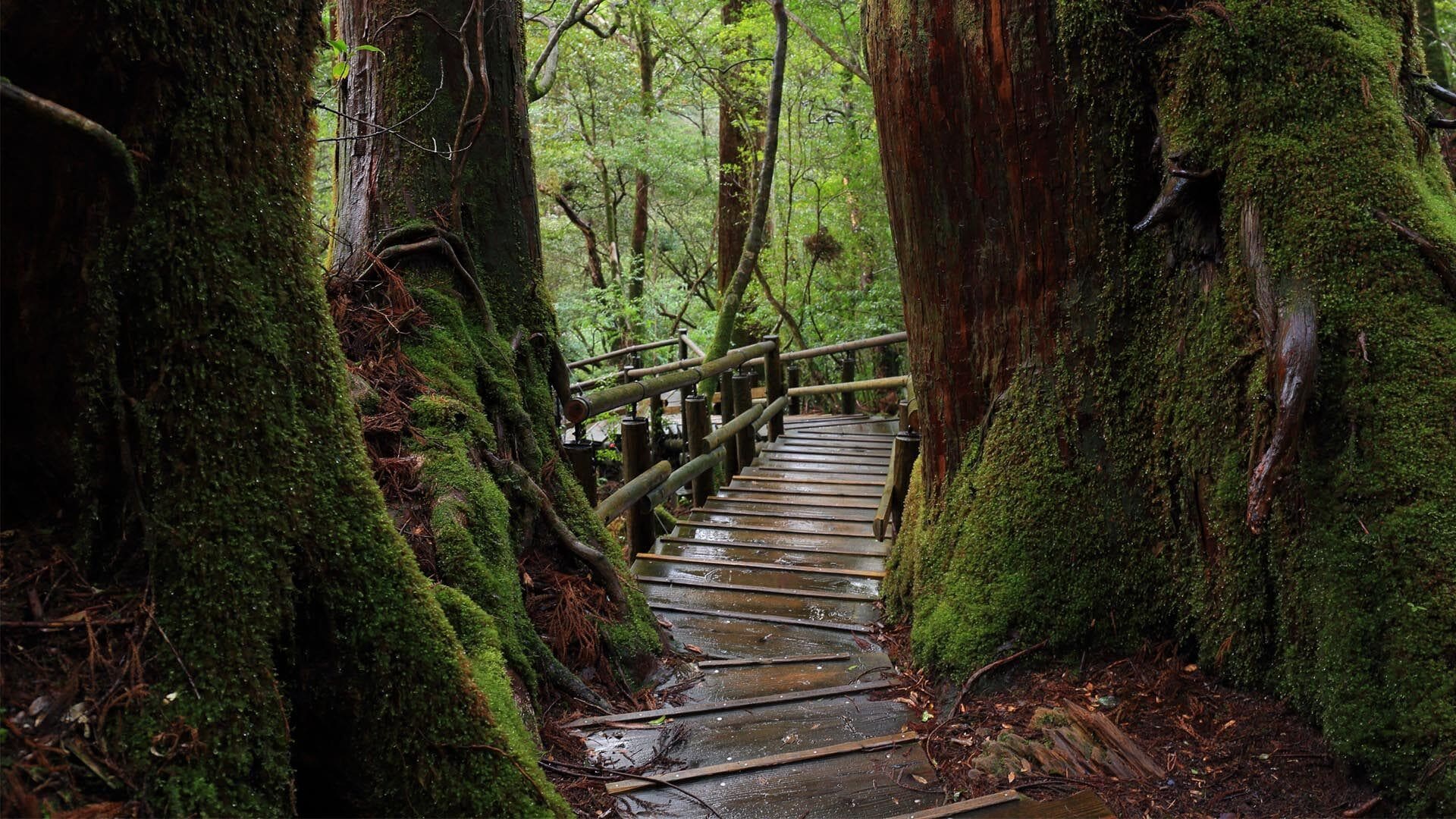 Japan through the enchanted eyes of a travel photographer 28 Yakushima resized