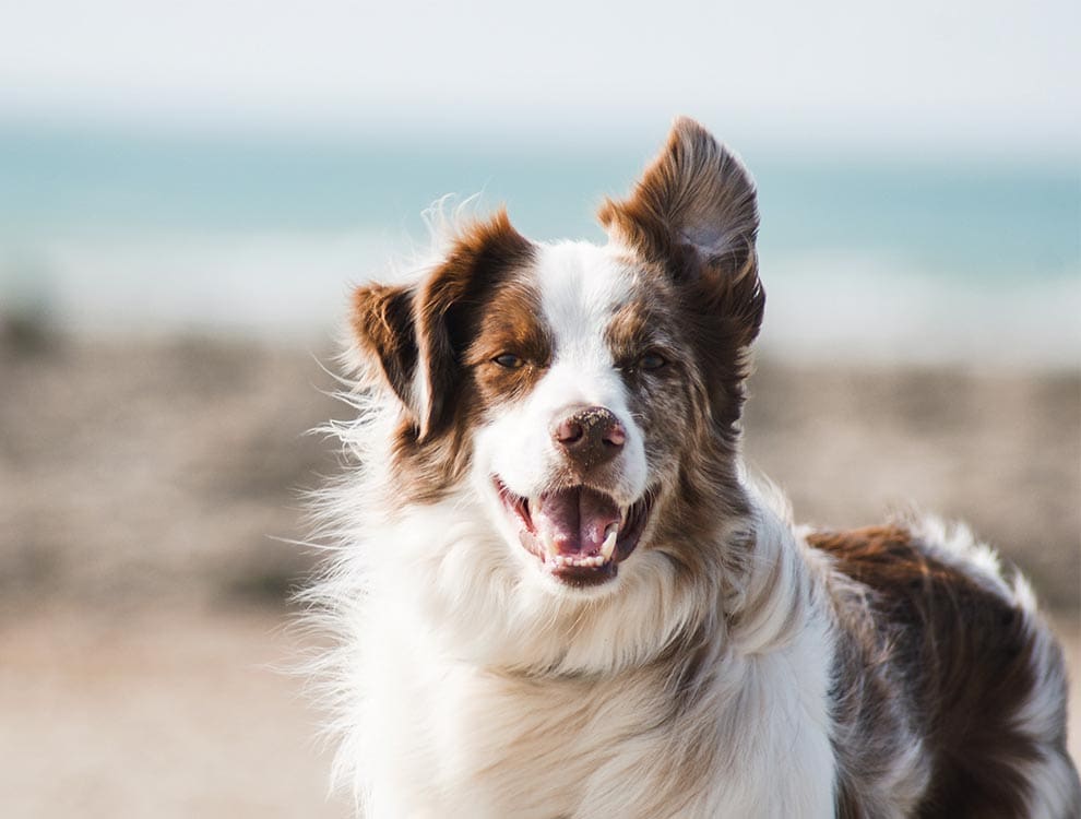 beach dog resized