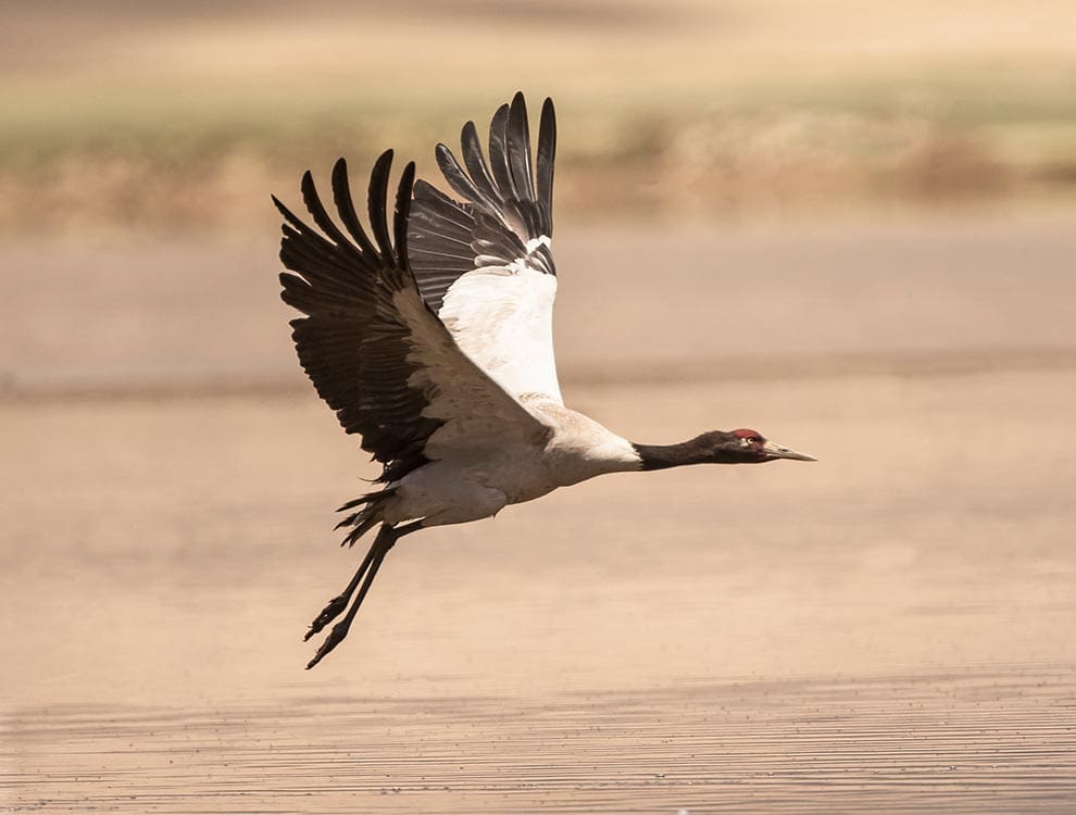 Black-Necked Crane