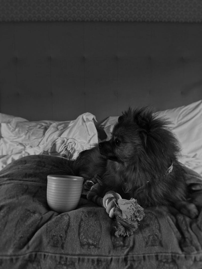 Dormy House: the most stylish dog-friendly hotel in the Cotswolds 4 credit Luke Abrahams 1 scaled 1 scaled