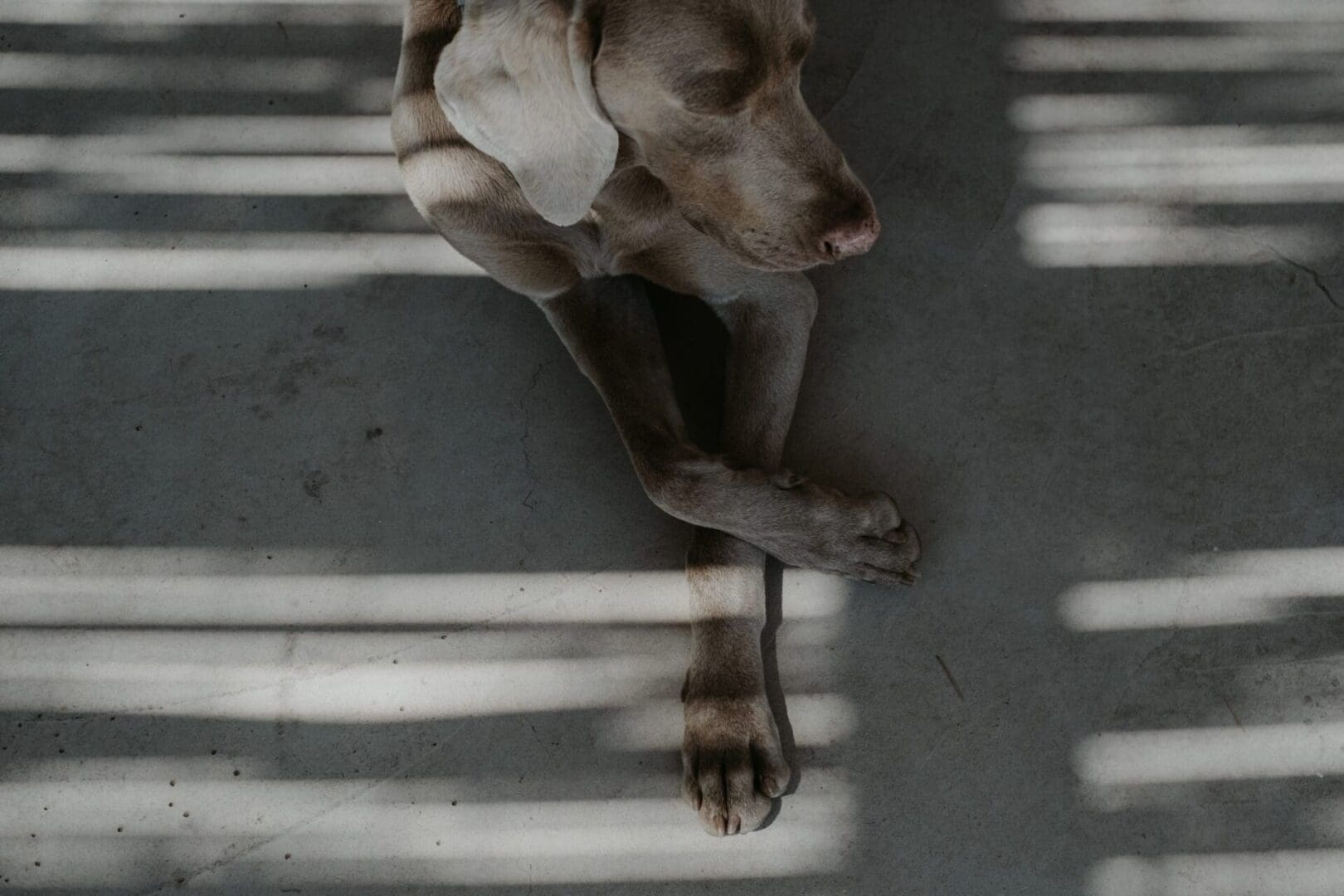 The ultimate dog-friendly boutique hotel guide 36 susafa maggio hq 109 scaled 1 scaled