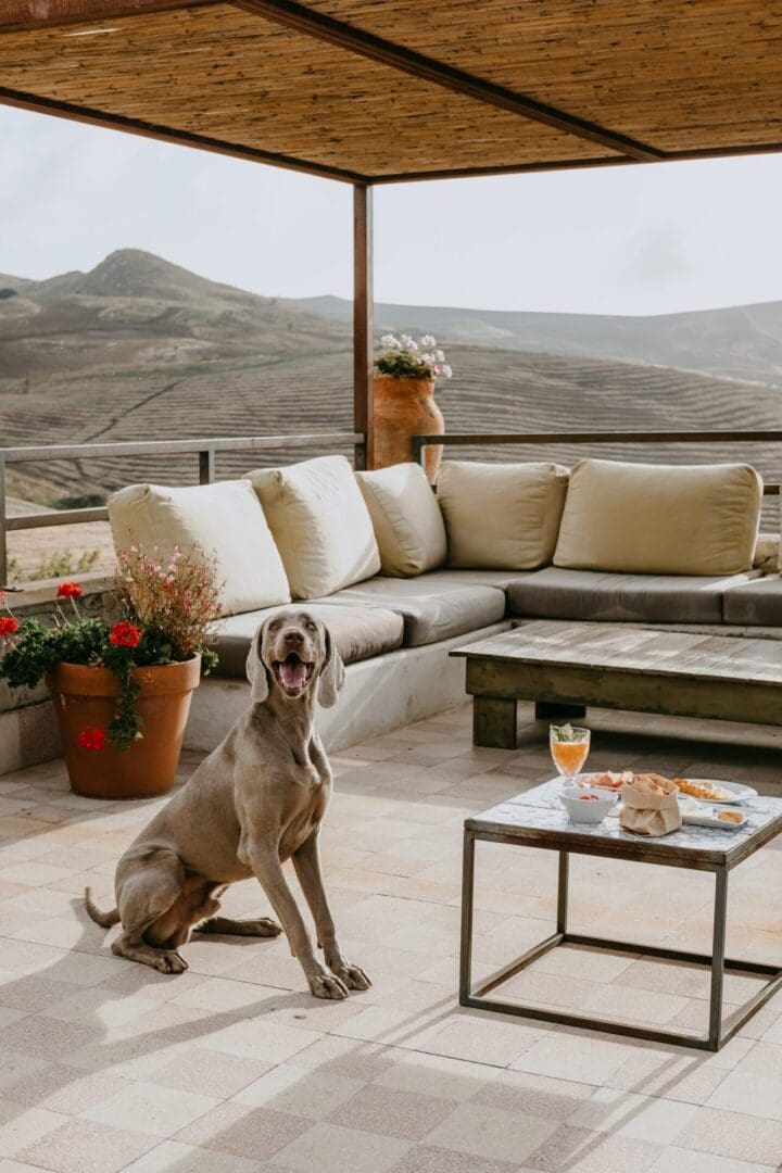 The ultimate dog-friendly boutique hotel guide 37 susafautunnoprint 98 scaled 1 scaled