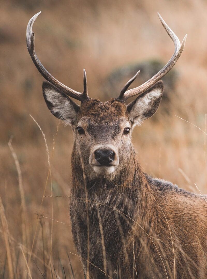 wildlife resized 2