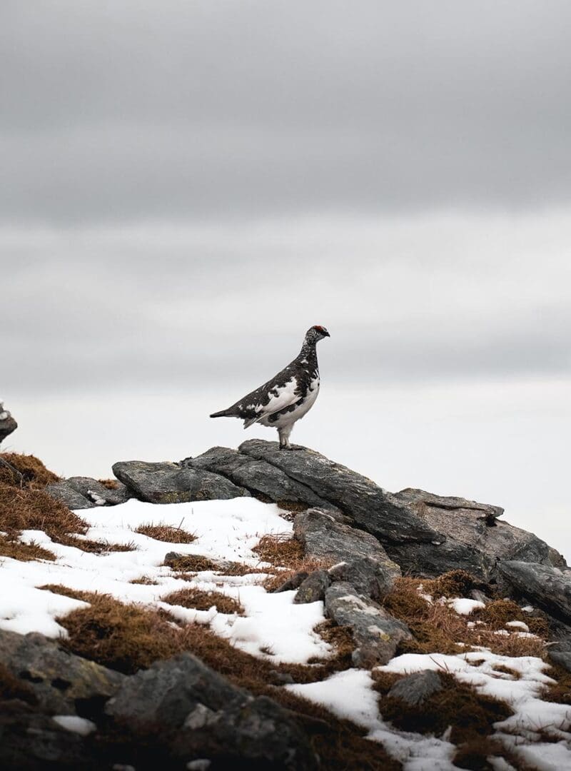 wildlife resized 3